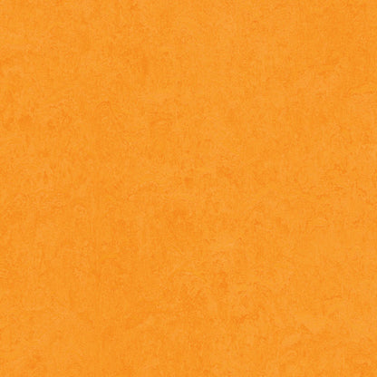 Marigold 3262 : Panel - Marmoleum Click Cinch Loc Seal