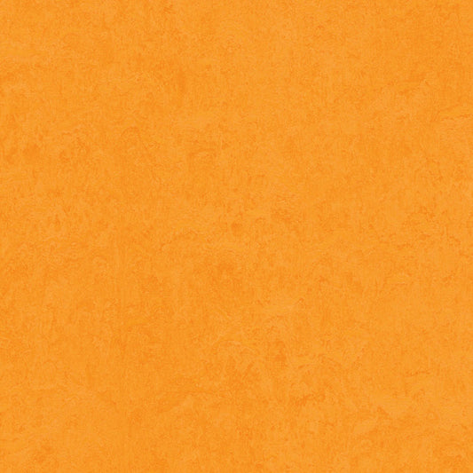 Marigold 3262 : Panel - Marmoleum Click Cinch Loc Seal